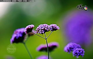 攝艷丨柳葉馬鞭草盛開 美若紫色夢幻海洋