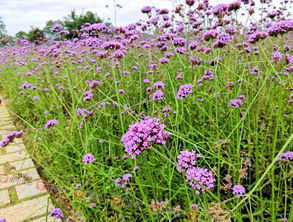 一般人我不告訴他,南寧竟藏著一大片紫色秘境花海 而且是免費的