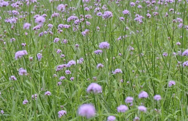 柳葉馬鞭草種植技術