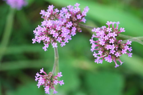 6月下旬,讓我們一起相約涇河新城,觀賞紫色花海 柳葉馬鞭草