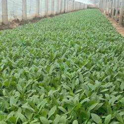 江蘇柳葉馬鞭草 優惠的柳葉馬鞭草價位