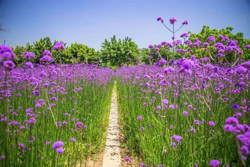 五一假期,我在銅陵西湖濕地花海等你