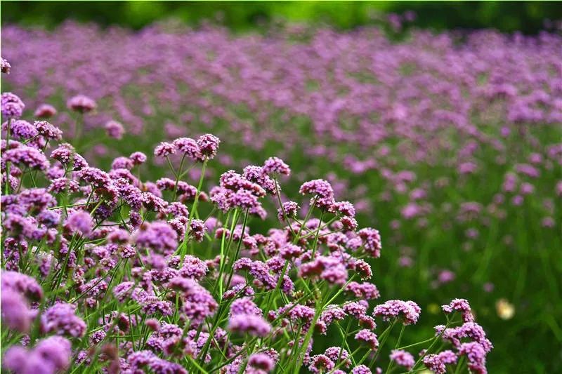 柳葉馬鞭草花海