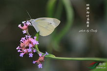 小品 蝴蝶 柳葉馬鞭草