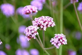 太美麗了 百里杜鵑最近紅的 發紫 了,真是看見就讓人喜歡