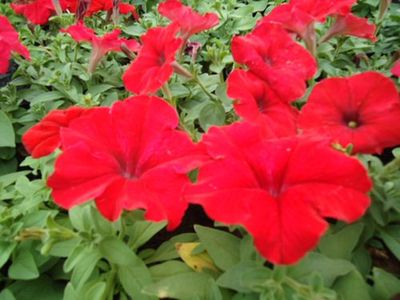 粉黛亂子草基地//鼠尾草種植基地//柳葉馬鞭草價格-佳越花卉