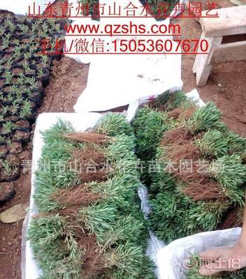 【青州山合水2016供熏衣草小苗杯苗穴盤苗柳葉馬鞭草等宿根花卉種子】 - 產品庫 - 青州市山合水花卉苗木園藝場