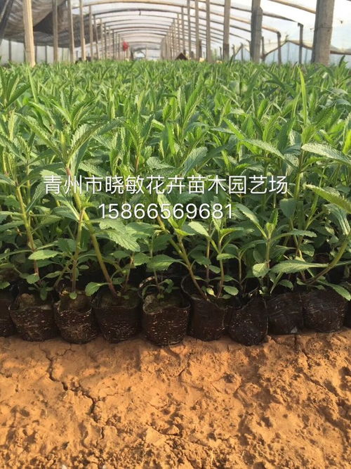 柳葉馬鞭草小苗價格