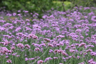 柳葉馬鞭草花田