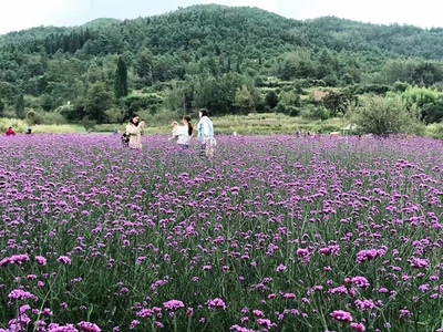 開四瓣小黃花的菊花圖片