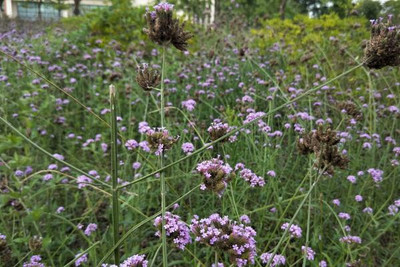 柳葉馬鞭草,盛夏最后的浪漫