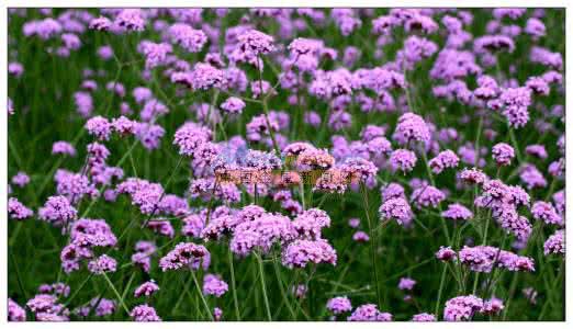 柳葉馬鞭草批發價 柳葉馬鞭草價格 山東柳葉馬鞭草價格