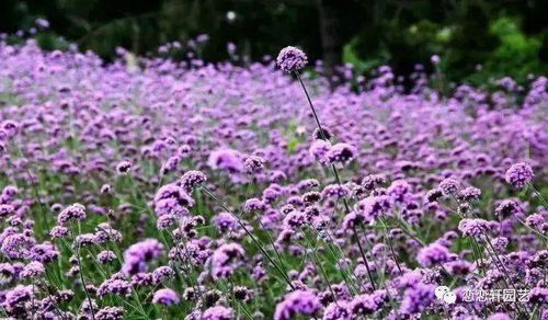 花海第一品種 柳葉馬鞭草