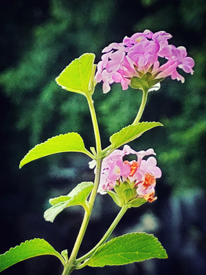 小花的亮彩(柳葉馬鞭草)