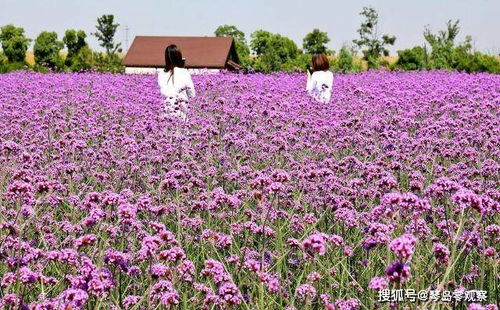 南京 柳葉馬鞭草進入盛花期眾多游客前來觀賞