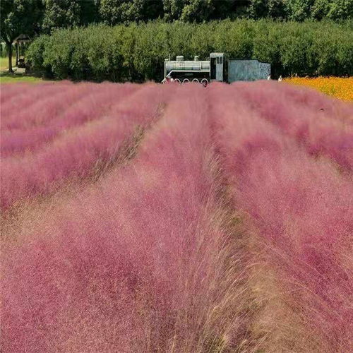恒拓馬鞭草,香港恒拓柳葉馬鞭草價格實惠