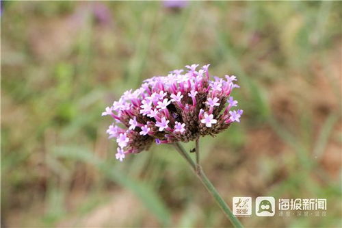 東營人 拍照打卡好去處 廬山路旁這片紫色海洋美翻了