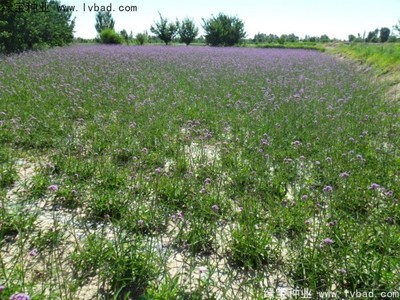 柳葉馬鞭草是多年生還是一年生