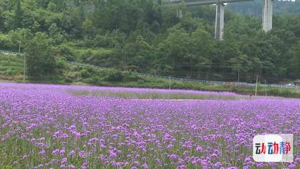 一朵朵一簇簇紫色柳葉馬鞭草盛開,向你招手,叫你快來!