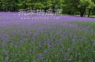 北京柳葉馬鞭草苗基地圖片