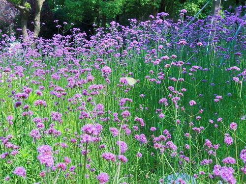 38個(gè)景觀項(xiàng)目 190萬平方米綠化