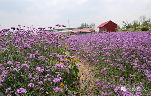 全國最大柳葉馬鞭草苗生產(chǎn)商 戀戀軒年產(chǎn)3000萬