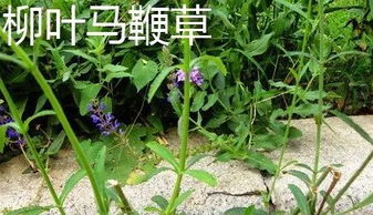 雀兒山公園大片的馬鞭草開啦 快來邂逅一個(gè)紫色的夏天
