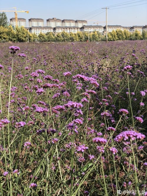 50種兒時(shí)常見野草,你還記得幾種