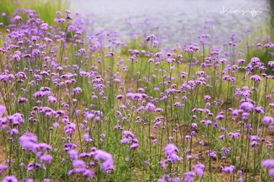 【柳葉馬鞭草夢(mèng)幻紫】今夏最浪漫的事,就是帶TA來看紫色花海