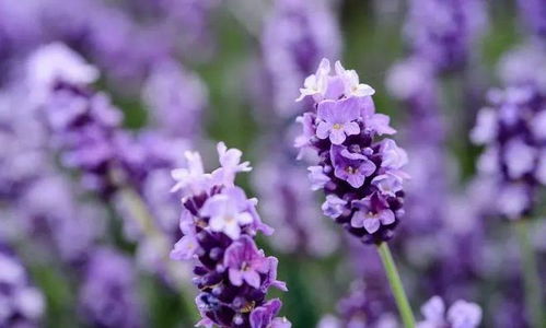 去薰衣草莊園看花 你看的可能是冒牌貨