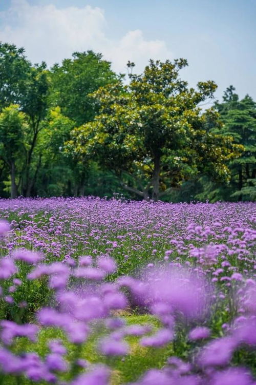 來這里,邂逅紫色浪漫