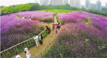 紫色花海迎客來