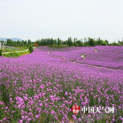成都雙流馬鞭草盛放 圖片 中國天氣網(wǎng)