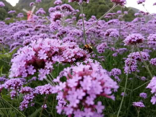 周末去 青丘 紫色花海邂逅 九尾白狐 怎么樣