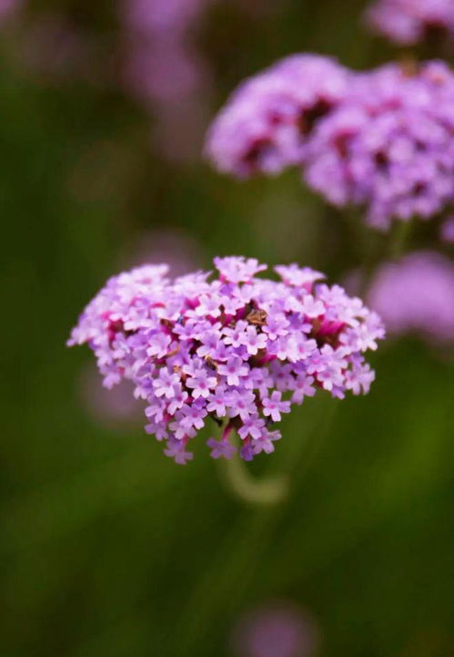 尋找浦東 絕絕紫 ,感受夏日的浪漫