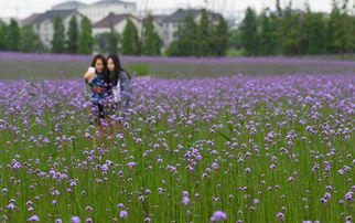 活動 ︳勝地公園竟有這么一片紫色花海 美哭了
