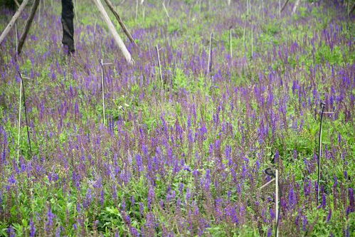 北海市區驚現一個超美超大的花海公園,竟沒有多少人去過