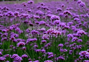 柳葉馬鞭草基地 為您推薦優質馬鞭草