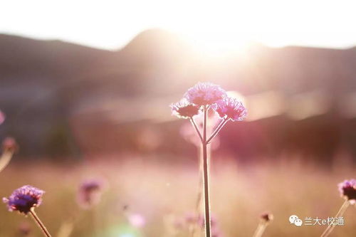 蘭州大學種植近百萬株柳葉馬鞭草,花美人更美