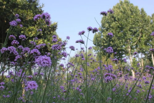 明明是紫色,非說人家是網紅