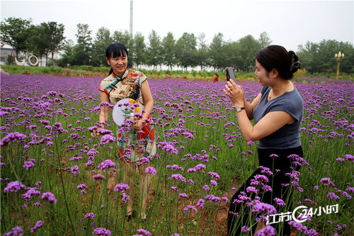 柳葉馬鞭草開花引客來