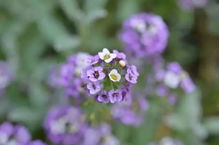 宿遷三臺山衲田花海即將開啟 賞花模式