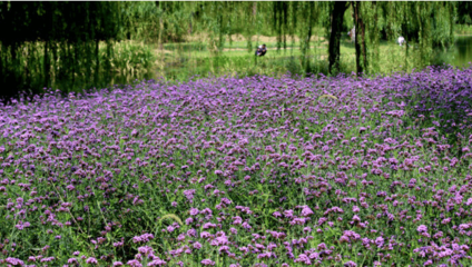柳葉馬鞭草人工播種繁殖方法