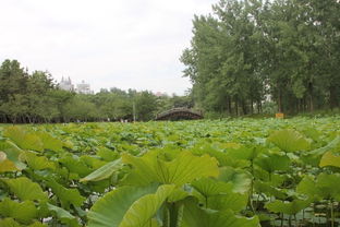 柳葉馬鞭草花田