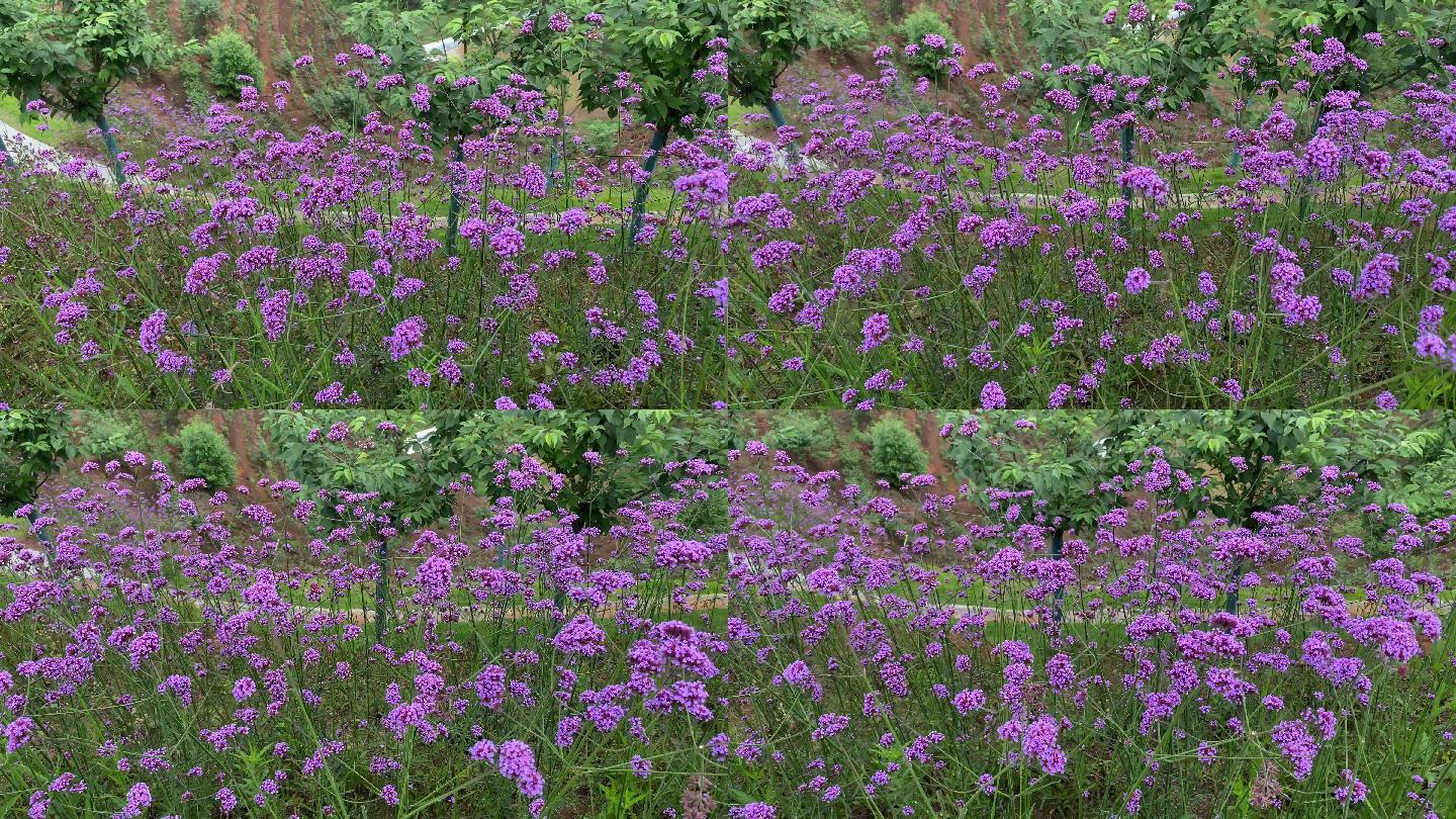 柳葉馬鞭草花1(4K)