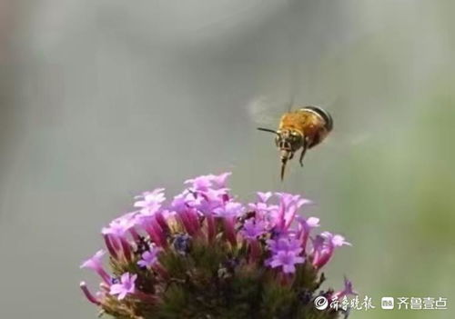無墊蜂與柳葉馬鞭草的美好時光