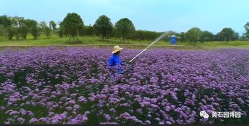 驚艷 從這些角度看園博園,每一張都是大片