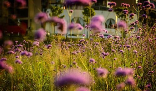 花兒朵朵映寶慶,魅力邵陽(yáng)如詩(shī)畫,賞花觀景休閑的好去處