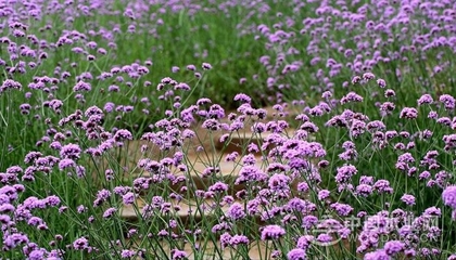 關(guān)于柳葉馬鞭草的資料|柳葉馬鞭草圖片大全