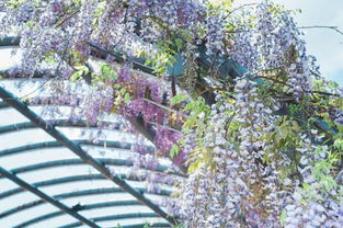 360度無死角的夢(mèng)幻花海,貴州人一眼淪陷